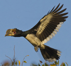 Bycanistes bucinator